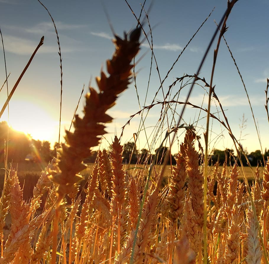 Waldegg, Winterthur, Seen, cereal plant, nature, growth, agriculture HD wallpaper