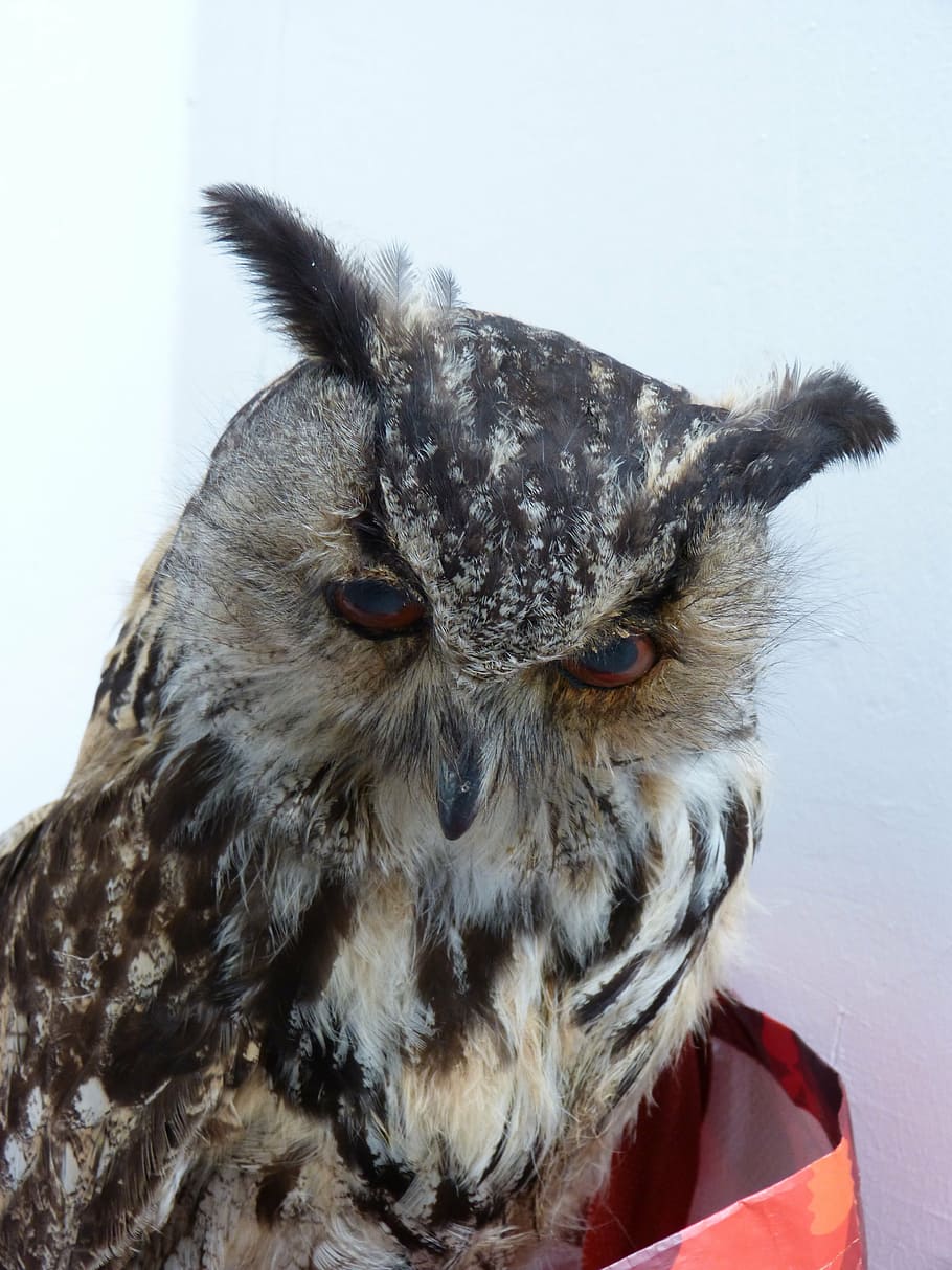 owl, eagle owl, bird, birds, bubo bubo, animal, animal themes HD wallpaper