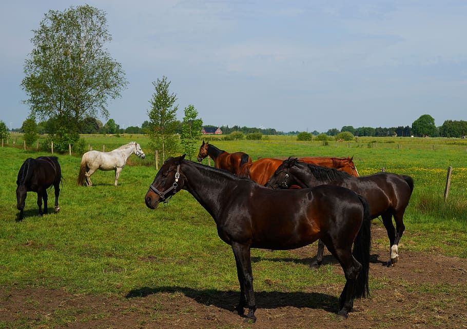 Pasture, Horses, Graze, Coupling, Meadow, nature, animals, herbivores HD wallpaper