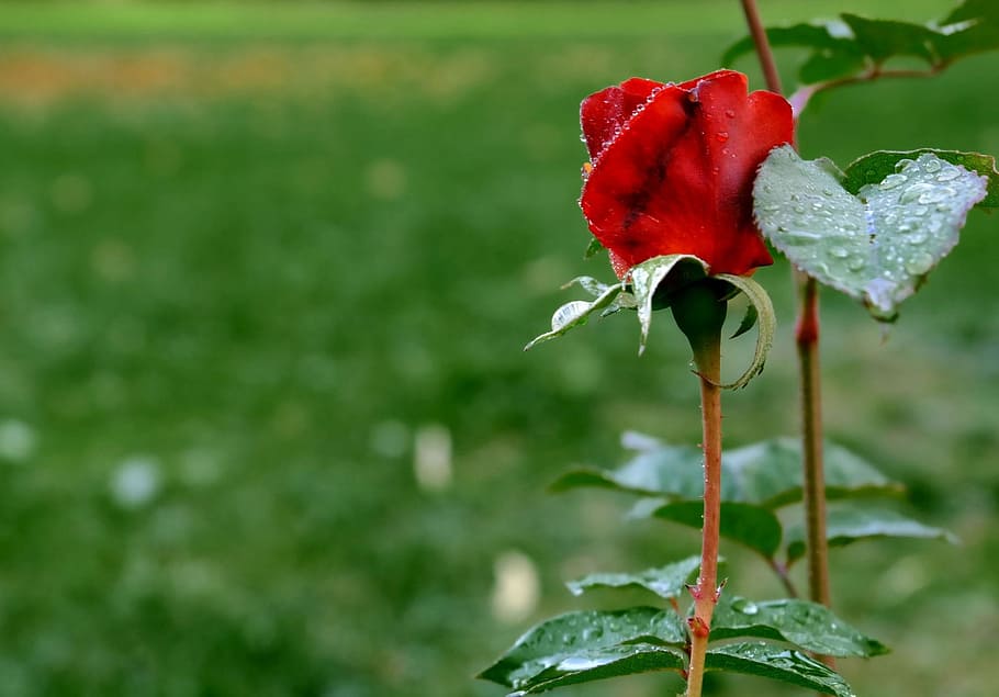 shallow focus photography of red rose, leaves, blossom, bloom HD wallpaper