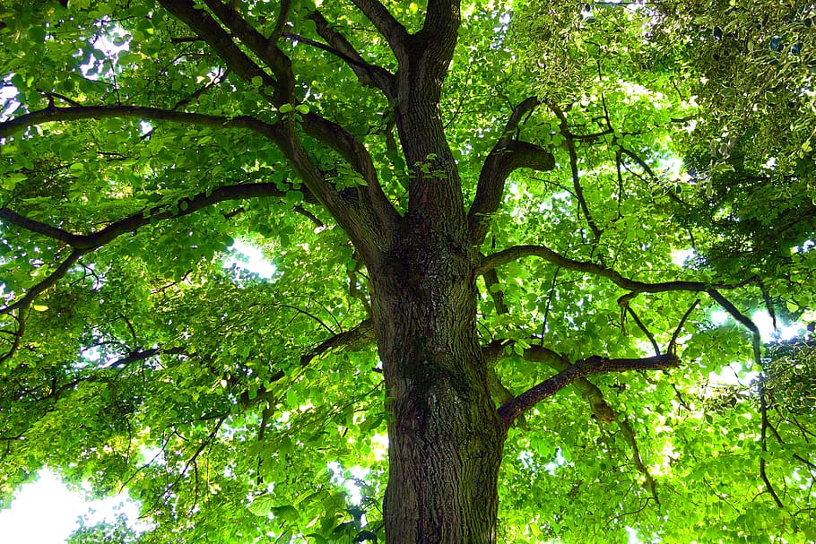 tree, trunk, tree trunk, tree top, branch, foliage, leaf, leaves HD wallpaper