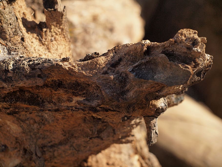 roots, tree, dead, brown, nature, environment, ecology, close-up HD wallpaper