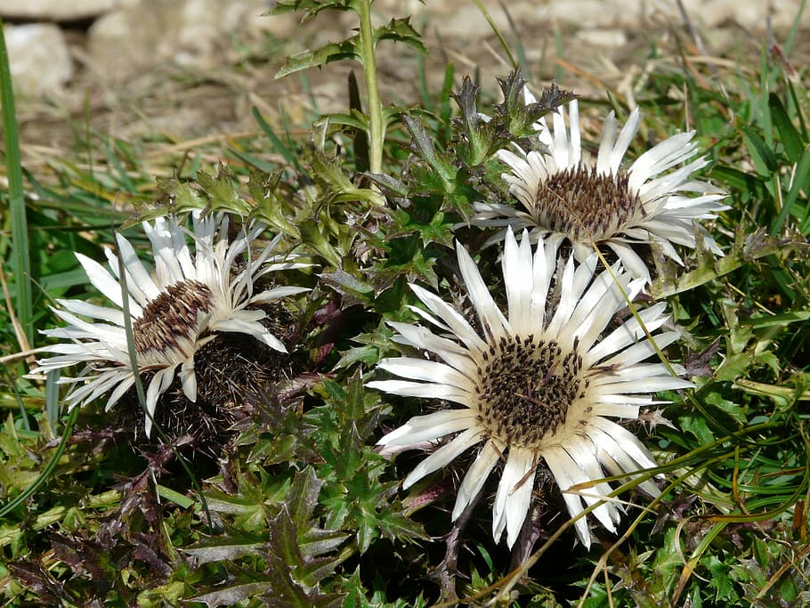 Silver Thistle, Blossom, Bloom, plant, spiny, prickly, flora HD wallpaper