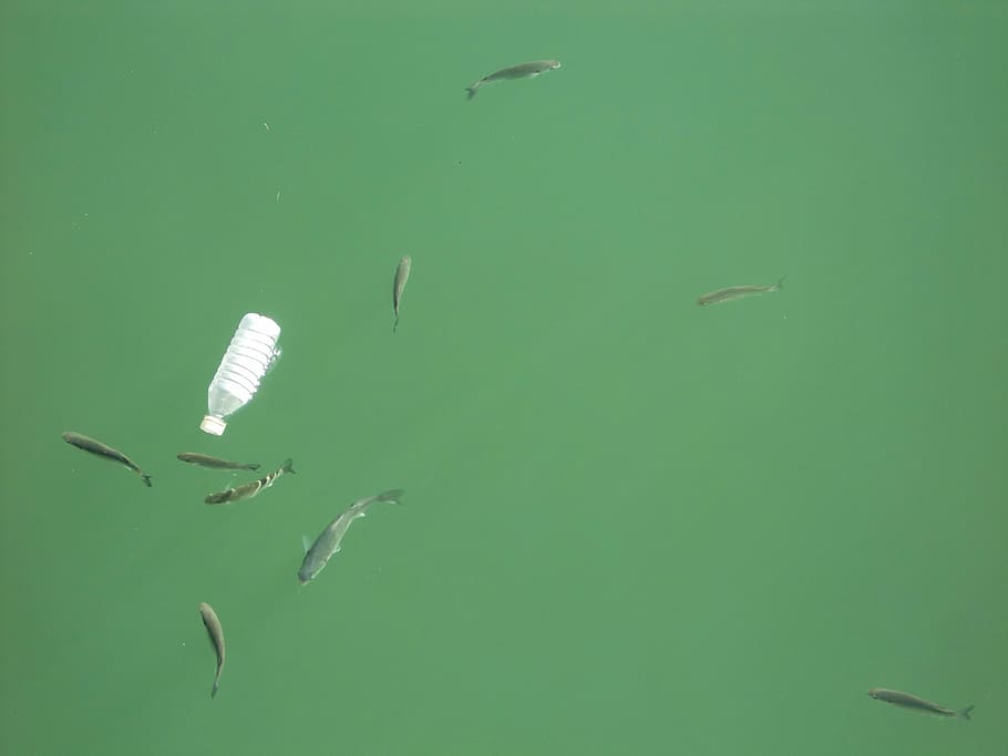 clear plastic bottle on body of water with fishes, river, garbage HD wallpaper