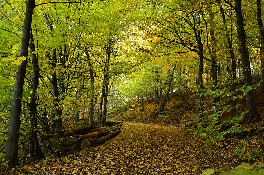 green trees, autumn, autumn forest, deciduous trees, fall foliage HD wallpaper