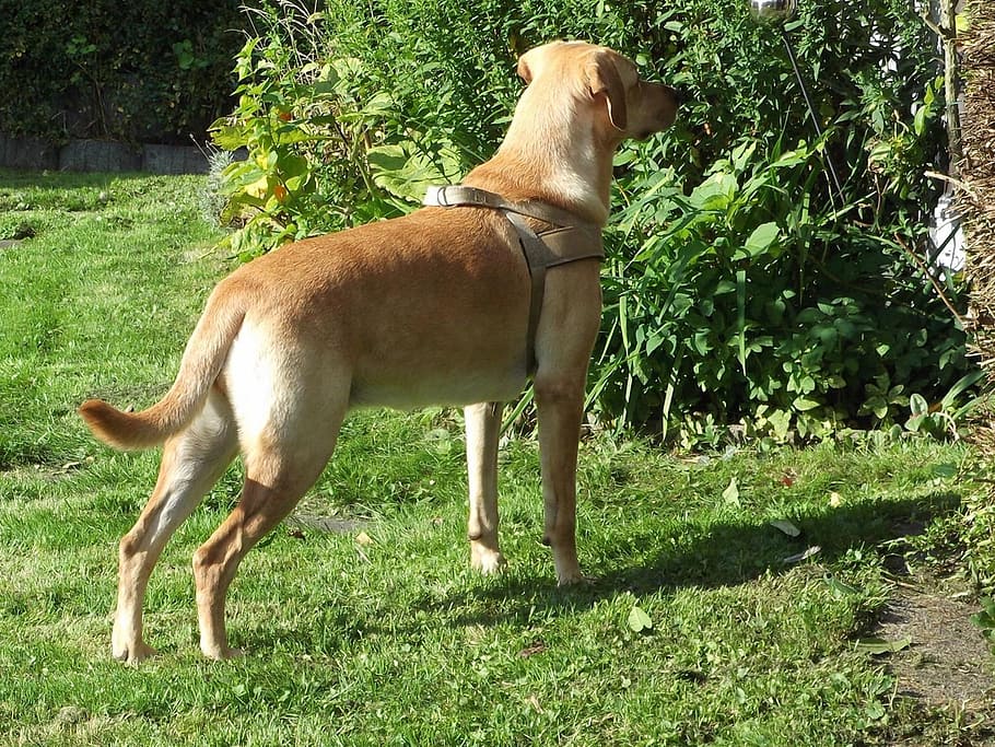 dog, labrador, pet, domestic, domestic animals, pets, mammal HD wallpaper