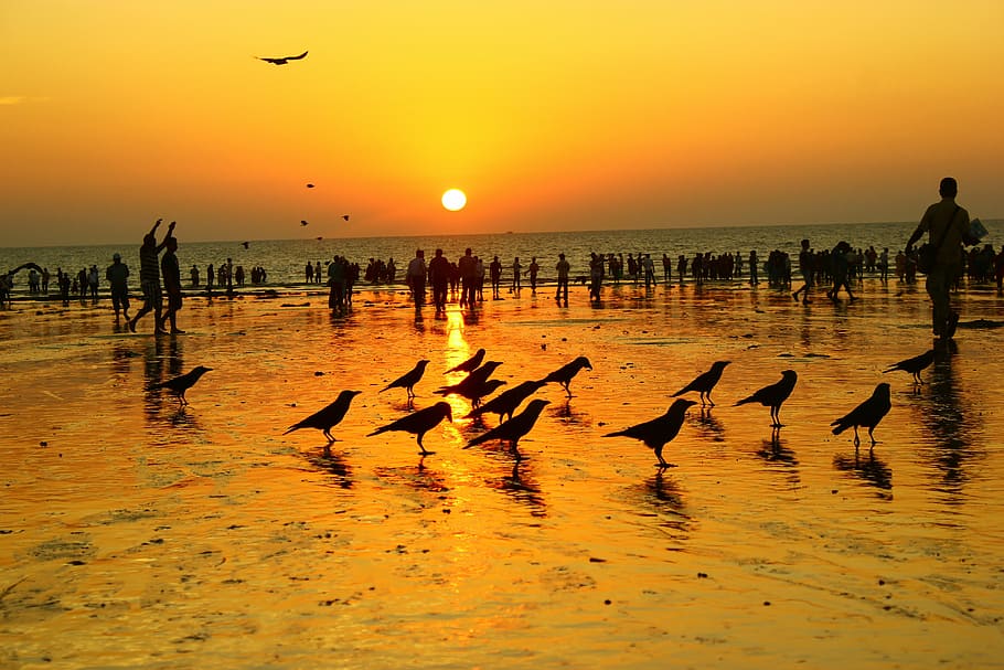 silhouette photo of crowd of people and flock of bird, sunset HD wallpaper