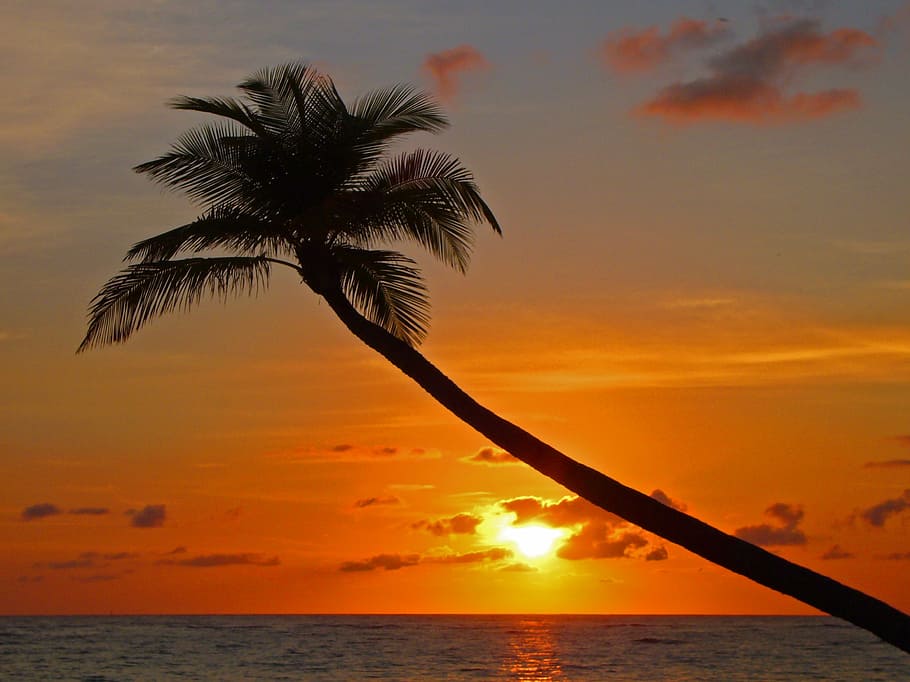 palm, sunset, beach, evening sky, silhouette, water, mood, orange HD wallpaper