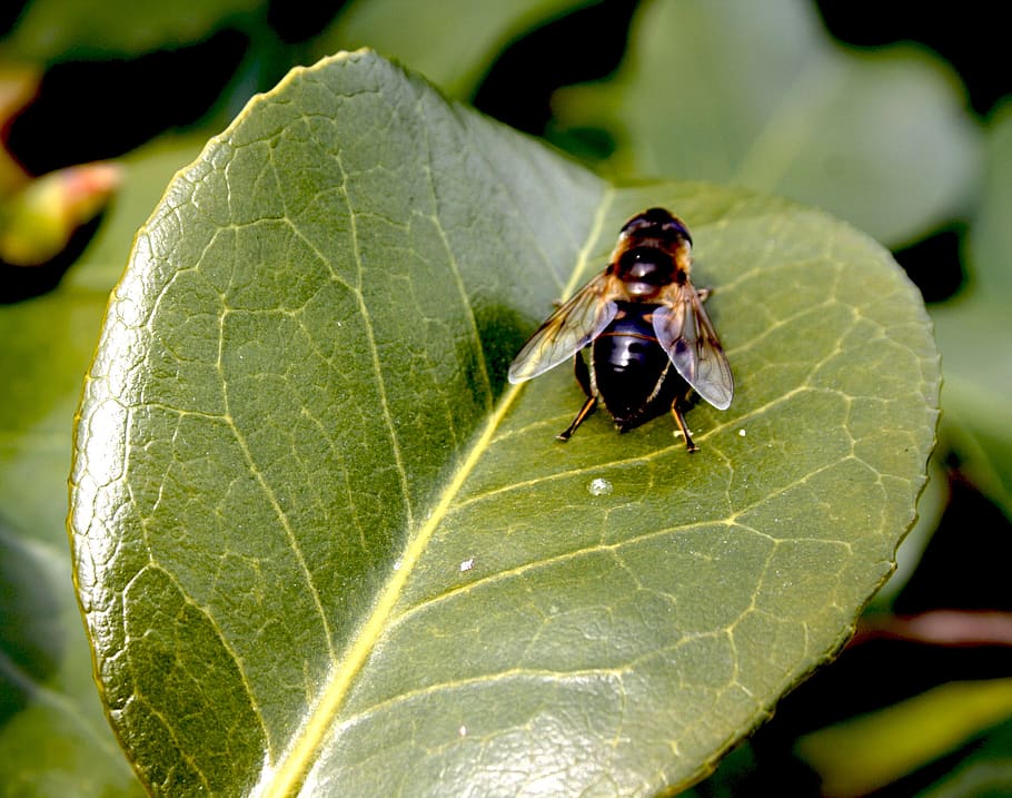 flower, leave, fly, plant part, leaf, insect, animal themes HD wallpaper