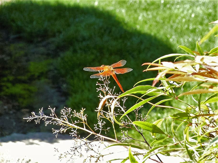 dragonfly, nature, orange, perch, natural, plant, growth, flowering plant HD wallpaper
