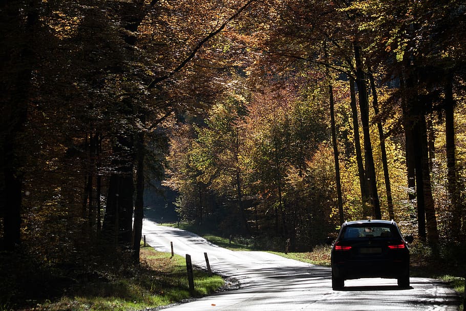 car on road surrounded by trees, auto, forest, autumn, fall foliage HD wallpaper