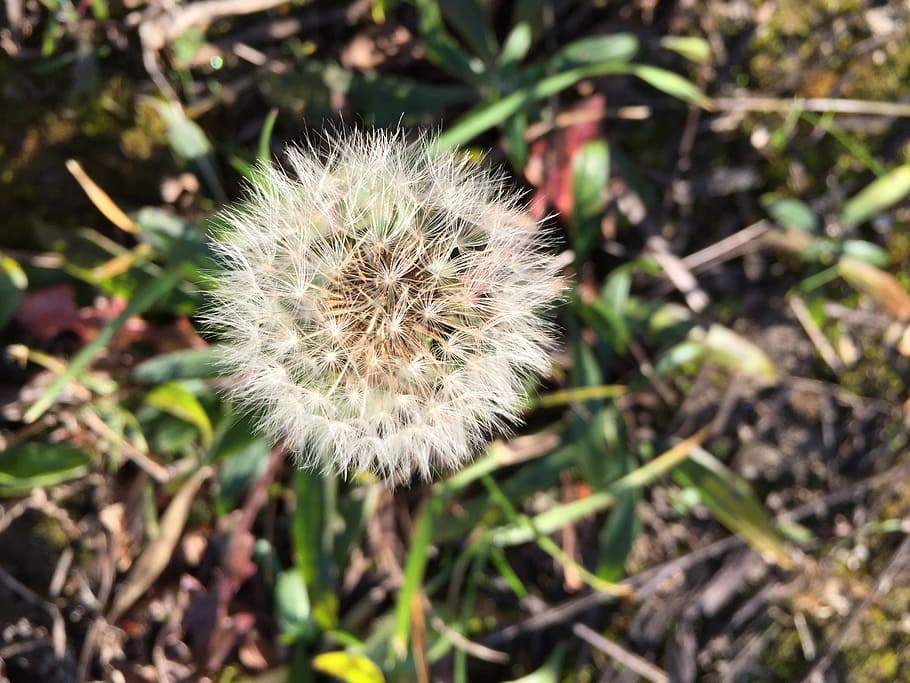 dandelion, flower, meadow, close, plant, fragility, vulnerability HD wallpaper