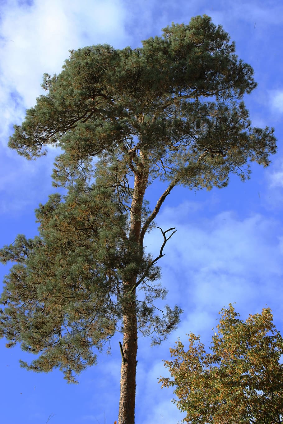 tree, spruce, forest, crown, conifer, plant, sky, low angle view HD wallpaper