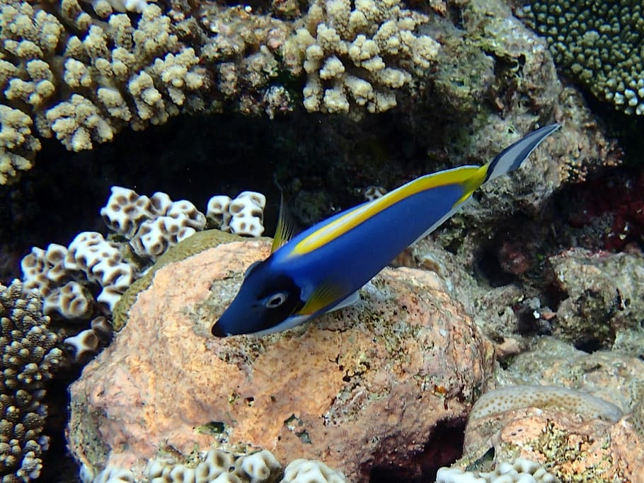 Surgeonfish, Acanthurus, Leucosternon, one animal, animal wildlife HD wallpaper
