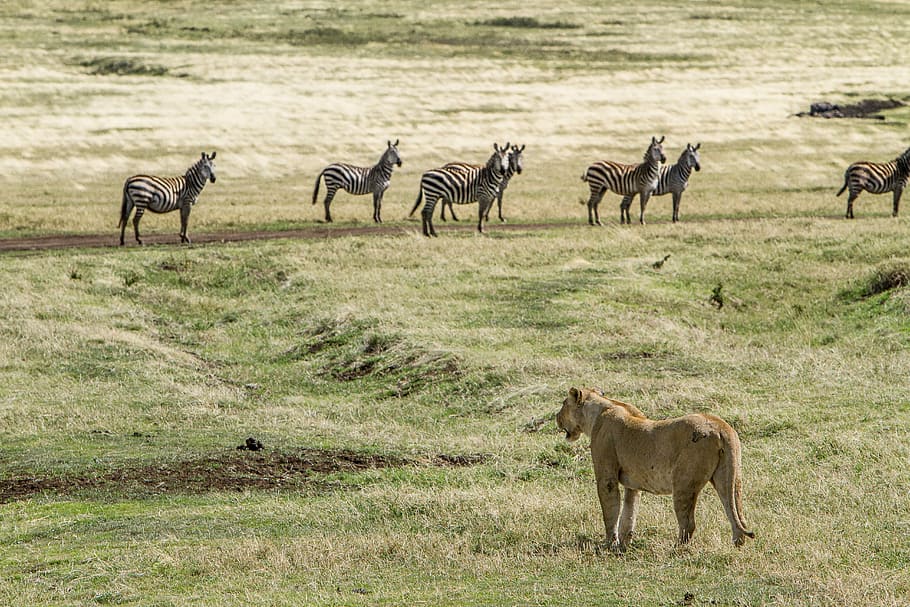 brown Cheetah hunting zebras, lioness looking at zebra on green field during daytime