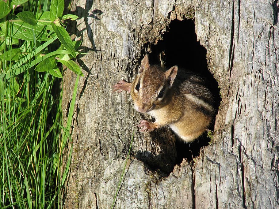 chipmunk, tree, nature, wildlife, cute, closeup, mammal, one animal HD wallpaper