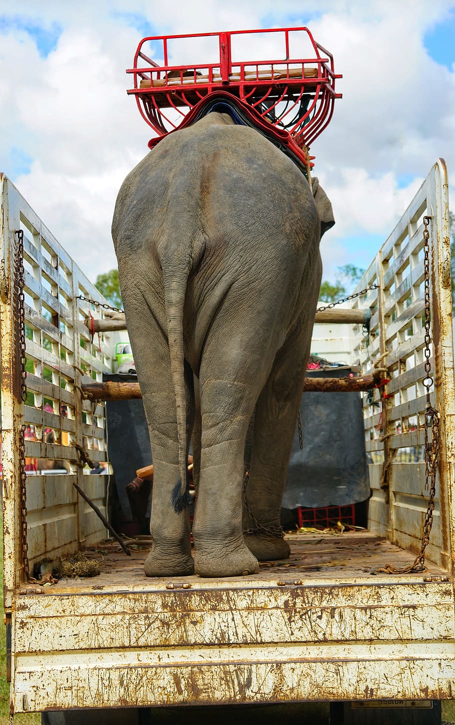 going, home, elephant, back, truck, surin, thailand, architecture HD wallpaper
