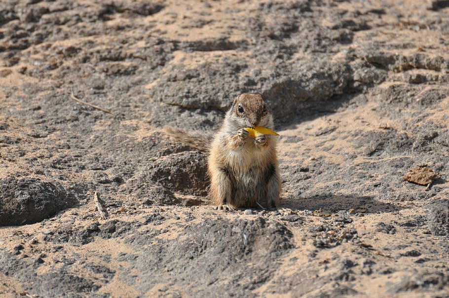 animals, squirrel, mountain, animal wildlife, mammal, animals in the wild HD wallpaper