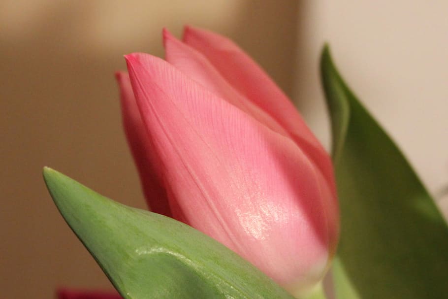 Tulip, Salmon, Spring, nature, plant, flower, pink Color, petal HD wallpaper