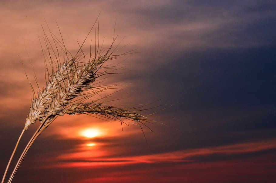 Spikes, Sunset, Wheat, Nature, sky, no people, beauty in nature HD wallpaper