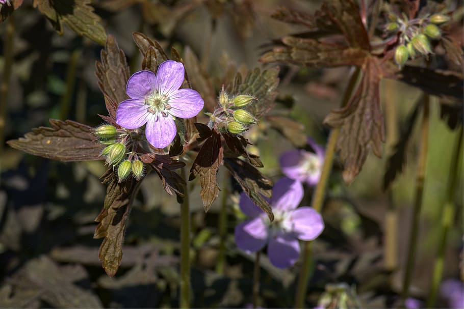 spring, cranesbill, flora, nature, flowers, petals, purple HD wallpaper