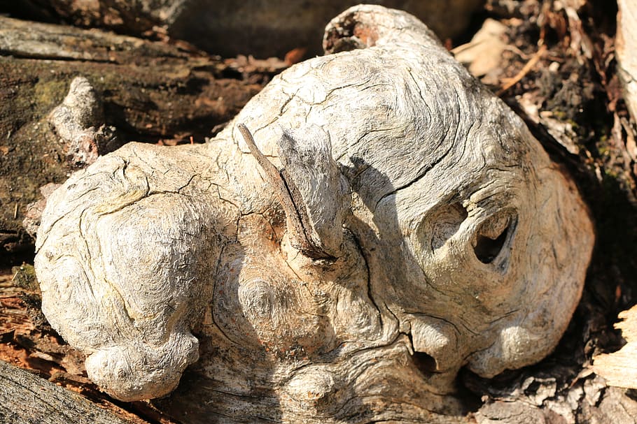 root, braid, grain, plant, nature, morsch, old, decomposed HD wallpaper