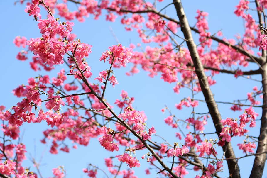 close-up photography of pink petaled flowers during daytime HD wallpaper