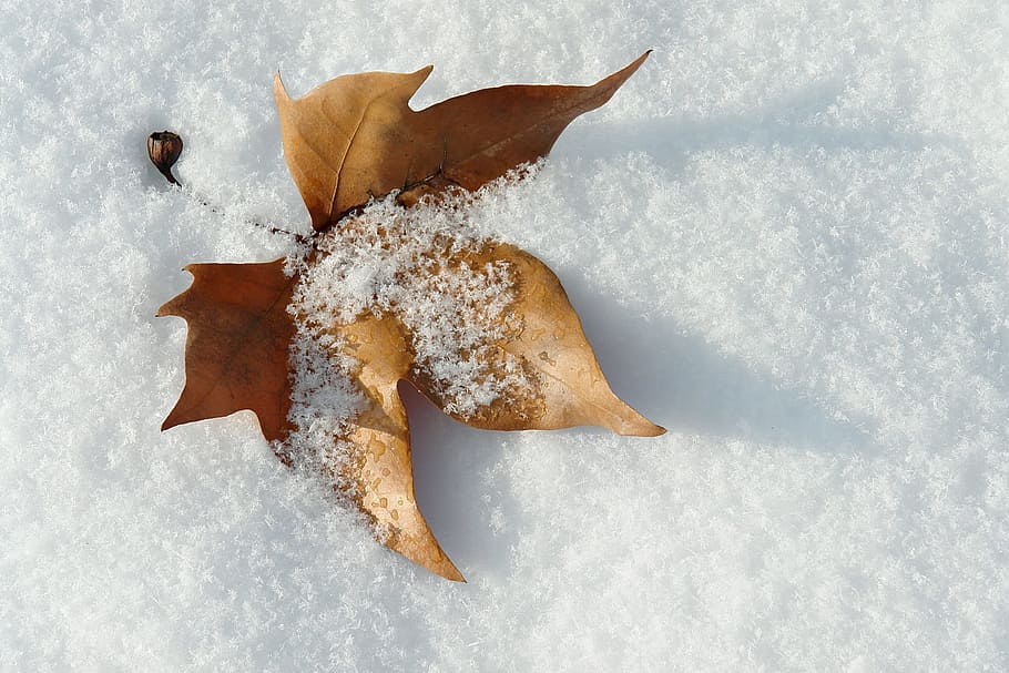 maple leaf on snow, winter, nevada, snowy road, cold, landscape HD wallpaper