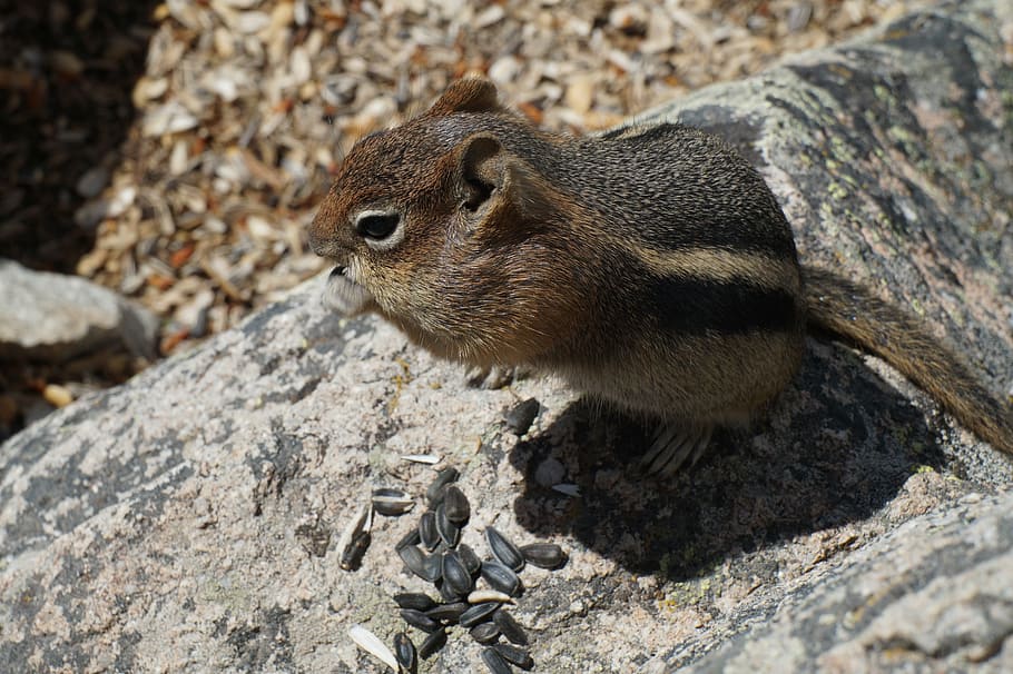 chipmunk, chubby, eating, wildlife, rodent, cute, nature, mammal HD wallpaper