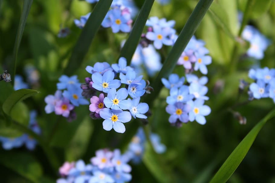 forget, flower, spring, blue, flowering plant, vulnerability HD wallpaper