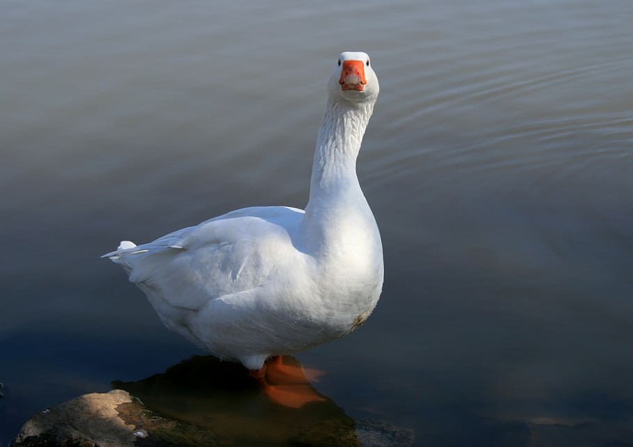 goose, white goose, water, pond, fowl, looking straight forward, HD wallpaper