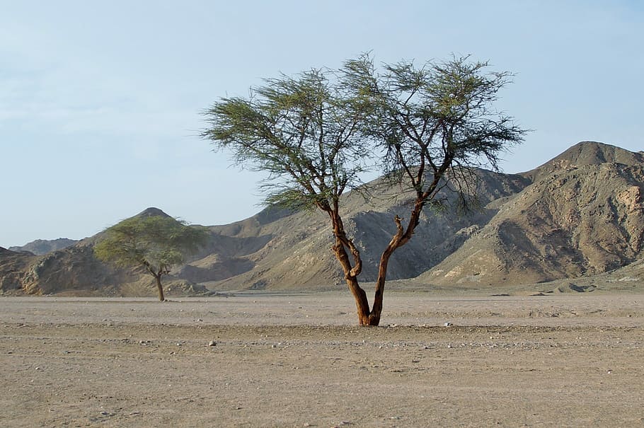 Desert, Egypt, Sand, Tree, Lonely, arid climate, nature, landscape HD wallpaper
