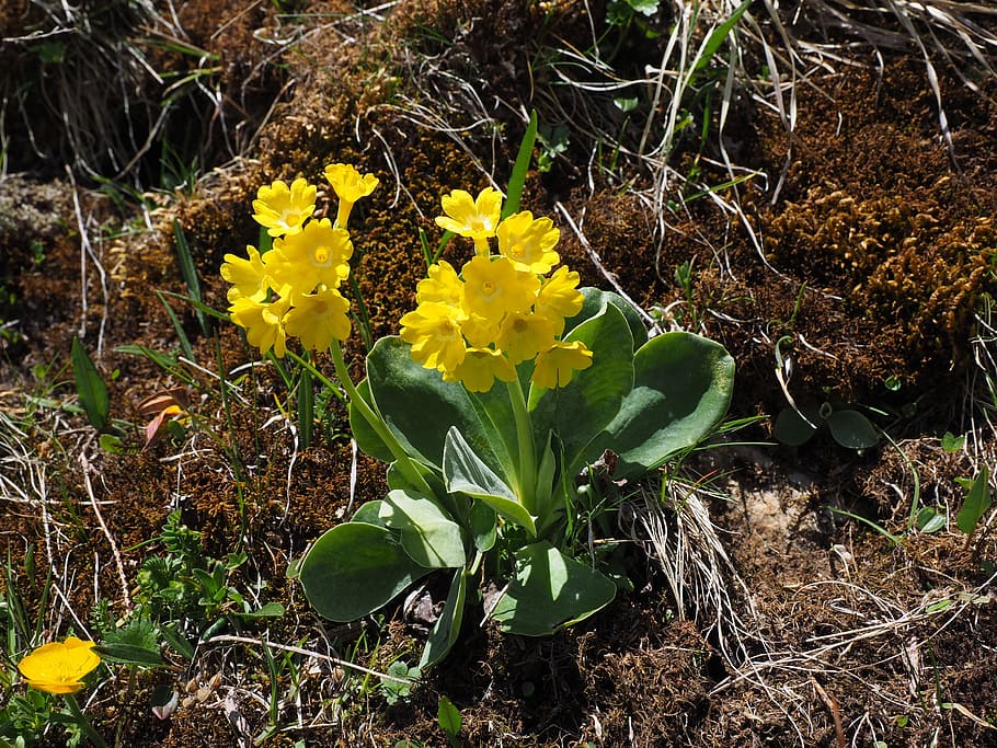 Auricula, Alpine, Flowers, alpine auricula, yellow, primula auricula