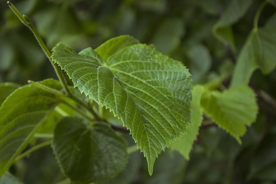Leaf, Green, Tree, Forest, Branch, green leaf, nature, green Color HD wallpaper