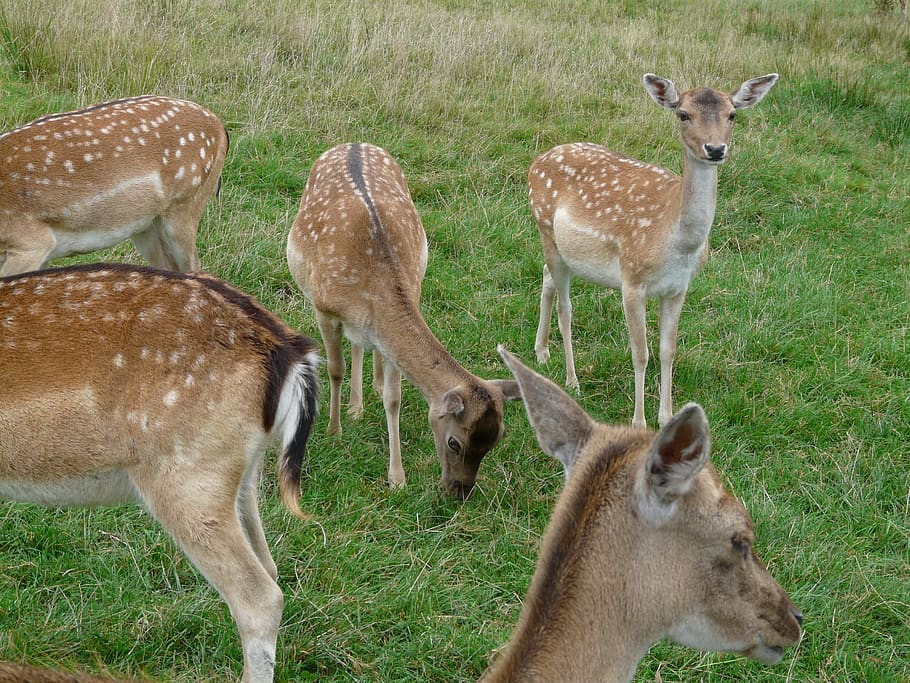 deer, young animals, head drawing, capreolus capreolus, european deer, HD wallpaper