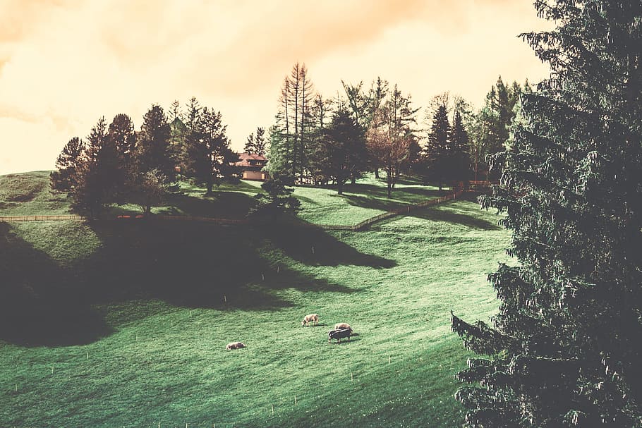 field, grass, animals, farm, countryside, rural, trees, plant HD wallpaper