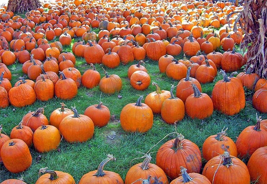 Pumpkins, Autumn, Fall, Halloween, seasonal, october, november HD wallpaper