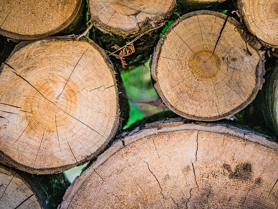 wood, tree, forest, nature, structure, black forest, tribe HD wallpaper
