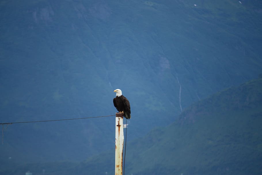 White Tailed Eagle, Bald Eagle, bald eagles, valdez, alaska, animal, HD wallpaper