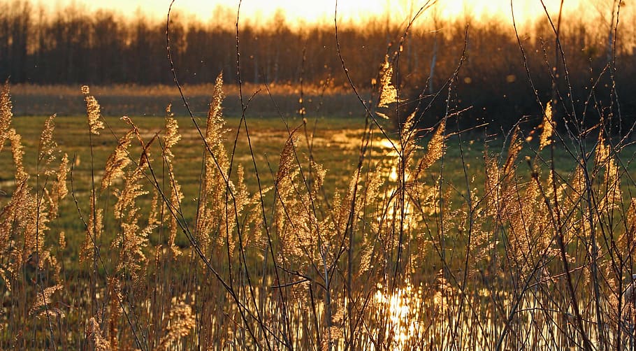 grass, sunset, mood, nature, the sun, west, landscape, evening HD wallpaper