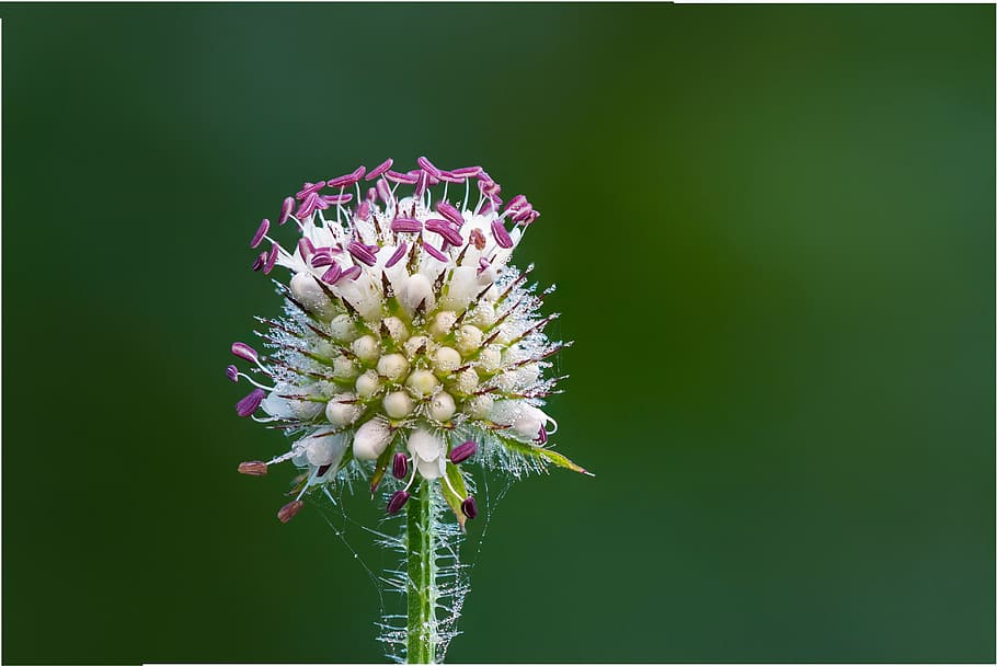 thistle, blossom, bloom, violet, flower, prickly, flowering plant HD wallpaper
