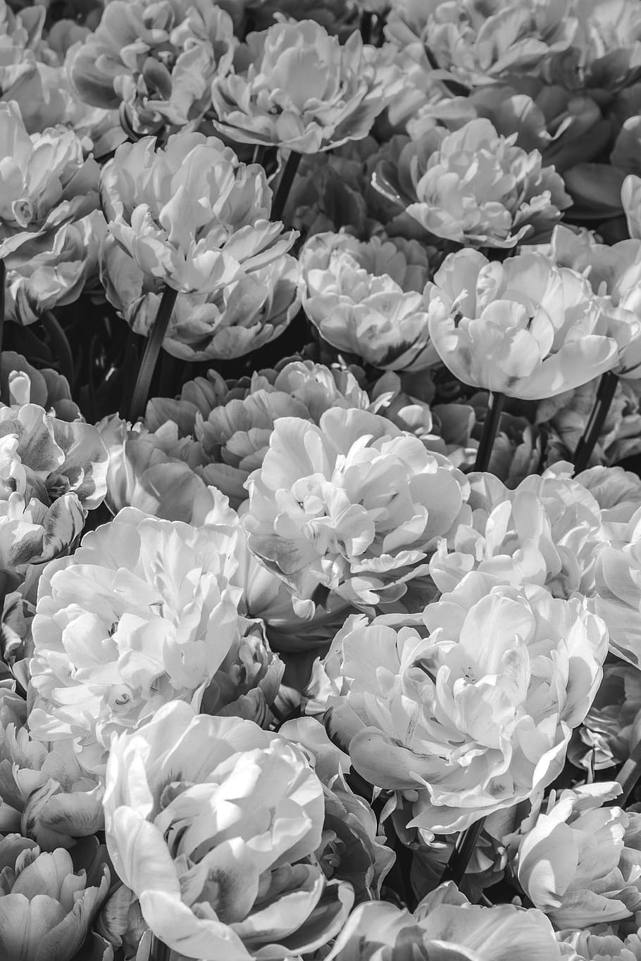Rosdorf Park Mckenna Charcoal Flower Monochrome Peony Textile Wallpaper  Peony  wallpaper Stick wall art Rose flower wallpaper