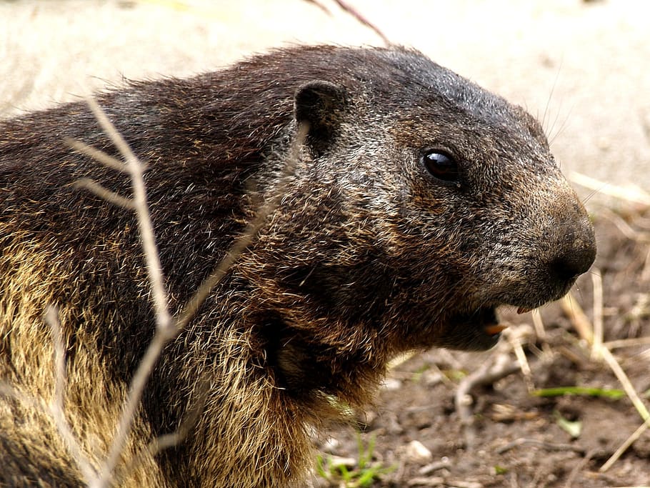 marmot, rodent, close up, animal, one animal, animal themes HD wallpaper
