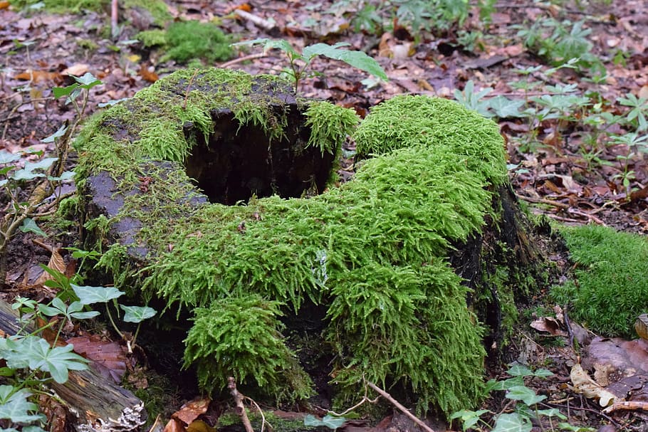 tree stump, moss, log, forest, rot, old, nature, vegetation HD wallpaper