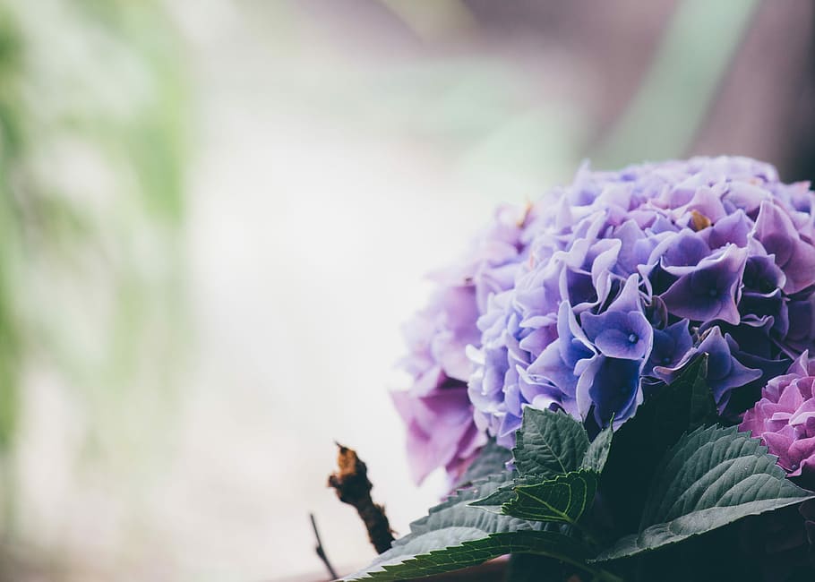 cluster of purple Hydrangea flower selective focus photo, blossom HD wallpaper