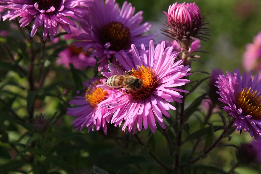 bee, wasp, blossom, bloom, collect pollen, collect nectar, close HD wallpaper