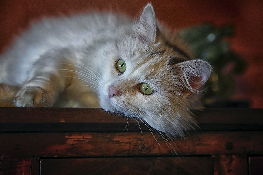 long-fur gray cat lying on brown wooden cabinet, animal, animals
