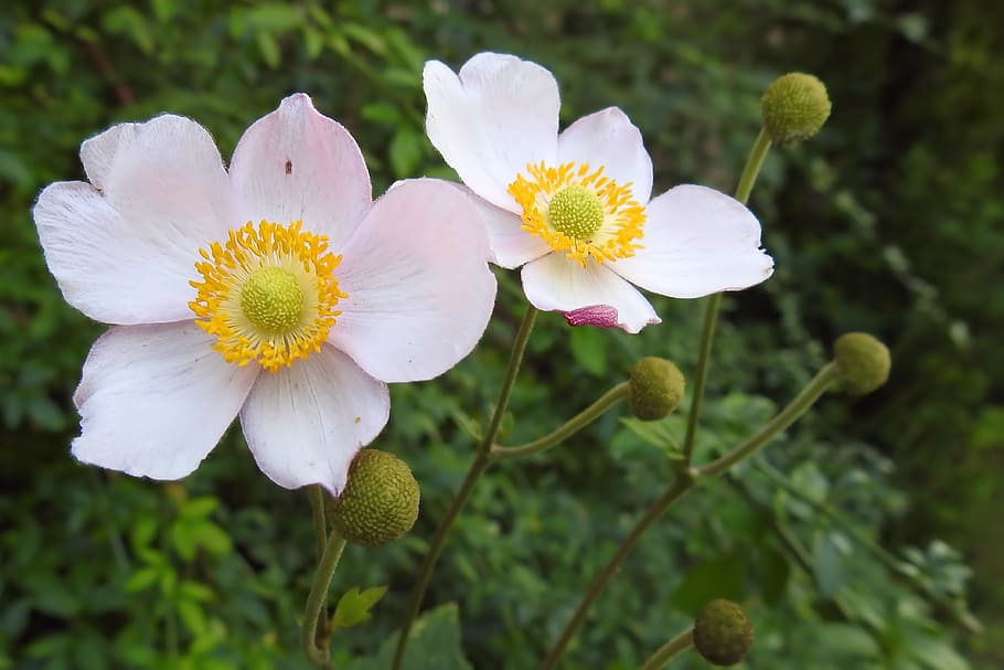 Anemone, Fall, Blossom, Bloom, fall anemone, garden plant, hahnenfußgewächs HD wallpaper