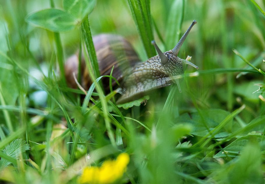 Snail, Probe, Nature, Shell, Animal, slowly, snail shells, spiral HD wallpaper