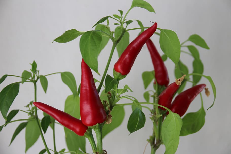 plant, eat, sharp, red, chili, chili pepper, plant part, leaf HD wallpaper